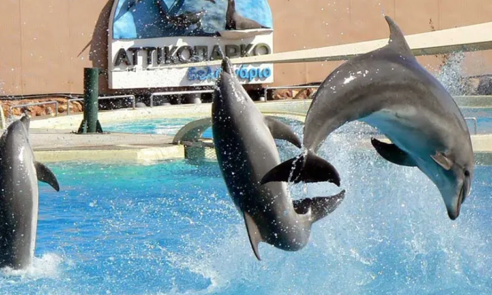 Αττικό Ζωολογικό Πάρκο: Ποινή φυλάκισης στην ιδιοκτήτρια για τις παραστάσεις με τα δελφίνια
